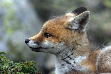 Naklejka na ściany i meble fox cub near his lair