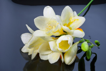 Freesia flowers