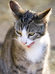 Farm cat licking his whiskers