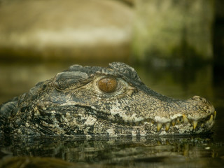 close up of an alligator