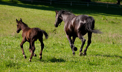 Fototapeta premium Galloping Horses