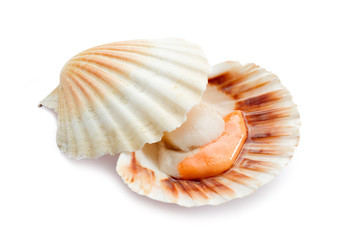 raw scallop - cappasanta cruda