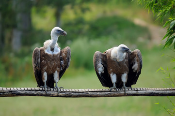 deux vautours fauves