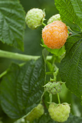 Orange garden raspberries