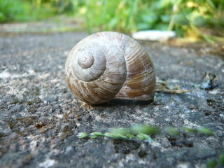 Schnecke Makroperspektive auf Stein
