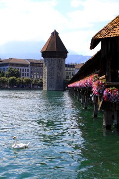 lucerne
