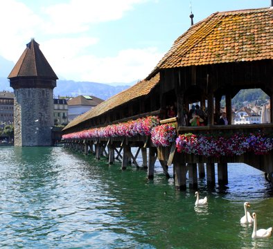 lucerne