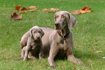 WEIMARANER ADULTO CUCCIOLO