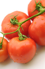 Tomatoes on white background