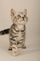 BRITISH SHORTHAIR