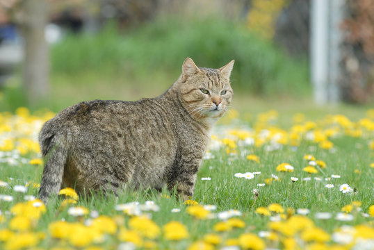 GATTO
