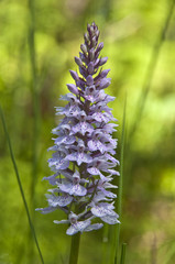 Geflecktes Knabenkraut