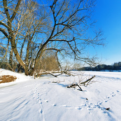 Tree on the frozen river