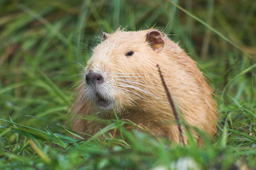 Red nutria in the grass