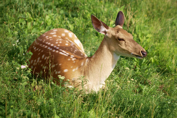 Sika Deer on the grass