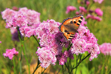 Small Tortoiseshell (Aglais urticae) butterfly on the flowers