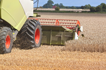 a combine harvester splitting the wheat