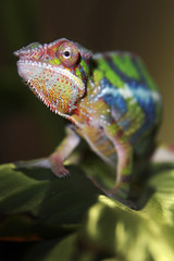 Furcifer Pardalis
