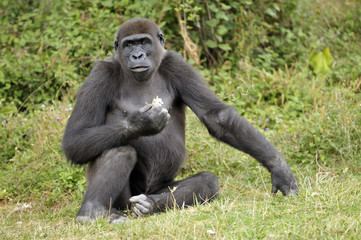 Naklejka premium Jeune gorille