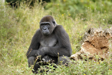 Jeune gorille