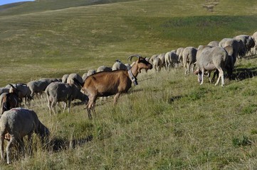 Chèvres et moutons dans les alpages