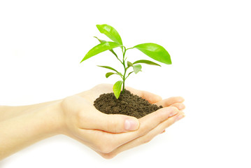 plant in hands