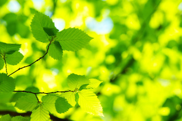 green leaves