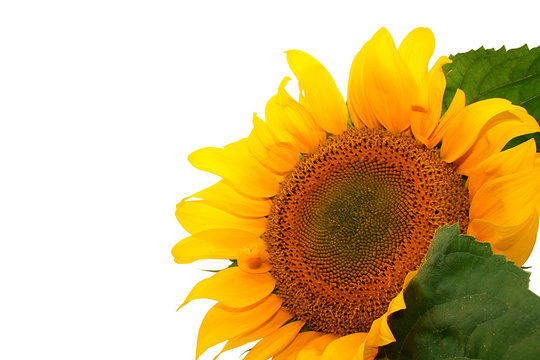 Sunflower isolated on the white background