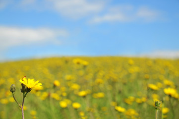 Sommerwiese und Ferkelkraut