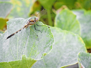 Japense Dragonfly