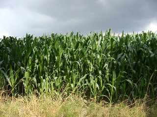 corn field with a bad weather approaching background