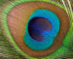 Peacock feather close up