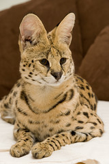 Serval