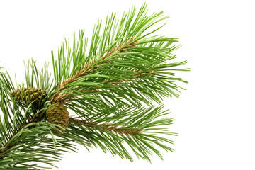 green pine branch isolated on white background