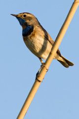 Bluethroat (Luscinia svecica).