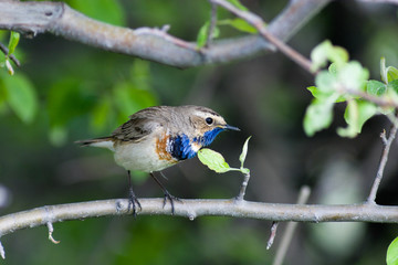 Bluethroat (Luscinia svecica).