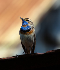 Bluethroat (Luscinia svecica).