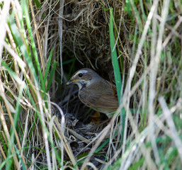 Bluethroat (Luscinia svecica).