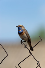 Bluethroat (Luscinia svecica).