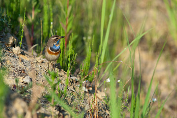 Bluethroat (Luscinia svecica).