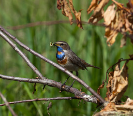 Bluethroat (Luscinia svecica).