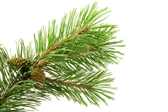 green pine branch isolated on white background © graja