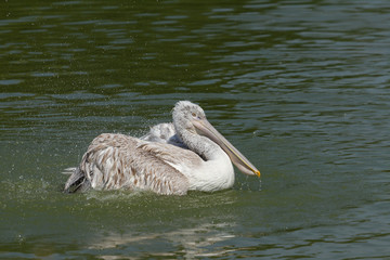 pélican frisé, pelecanus crispus