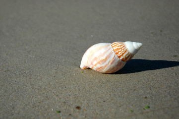 Shell