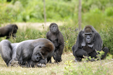 Naklejka premium Famille gorille