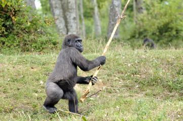 Jeune gorille