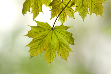 Close up shot of Maple leaves
