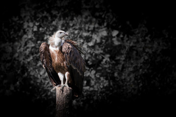 vautour rapace perchoir mort manger fauve sauvage piquet oiseau