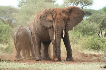 Dusty African Elephant