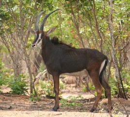 Sable antelope © bothafam